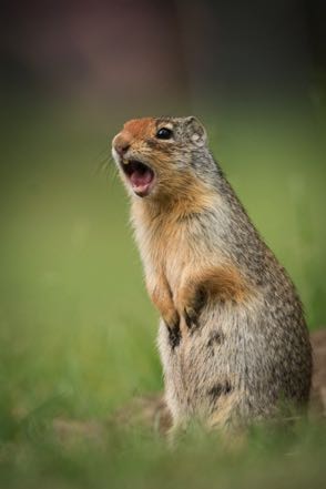 Alarming Ground Squirrel