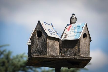 Bird on Two Houses