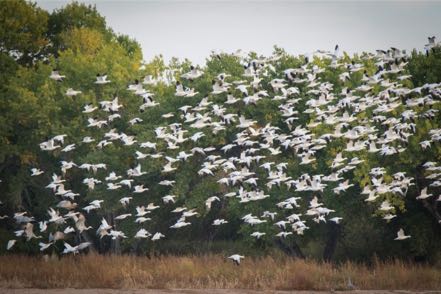 Snow Geese at Bosque