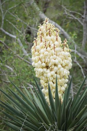Early Yucca Bloom