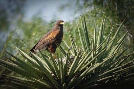 Harris's Hawk on Yucca