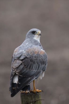 White-Tailed Hawk