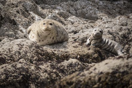Minutes Old Harbor Seal Pup