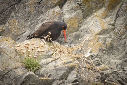 Black Oystercatcher with Egg