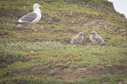 Western Gull with chicks