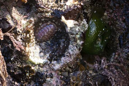 Lined Chiton II