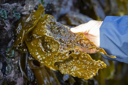 Seersucker Kelp