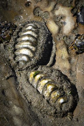 Two Mossy Chiton