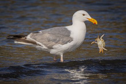 Western Gull and Crab