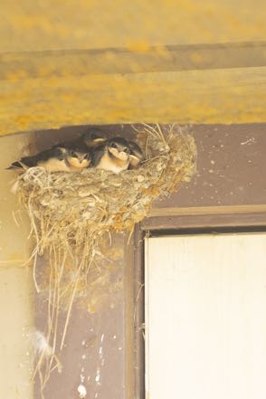 Cape Blanco Swallow Nest