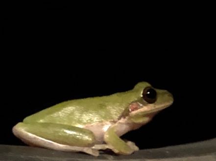 Janny's Frog