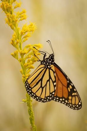Monarch on Goldenrod