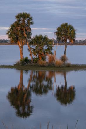 4 Palm Island Sunrise Reflection