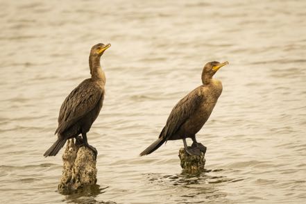 Pair of Double-Crested Cormorants