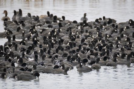 Raft of Coots