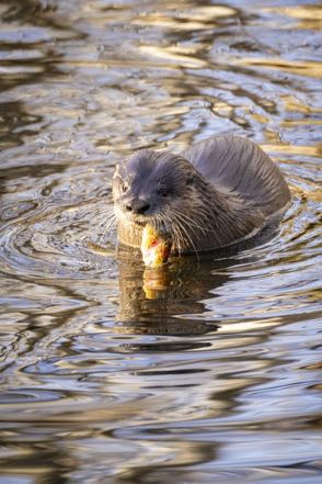 River Otter Eating Fish