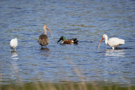 Snowy Egret, Immature White Ibis, Northern Shover, White Ibis