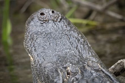 Bellowing Gator Close Up