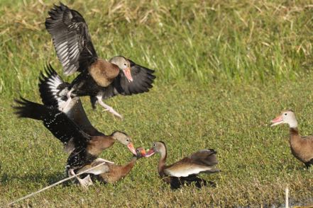 Black-Bellied Whistling Duck Rumble
