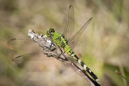 Green Dragonfly II