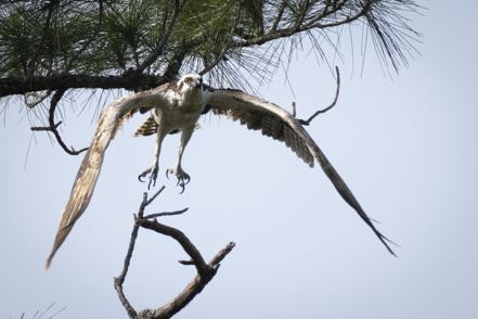Swooping Osprey