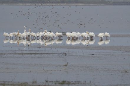 White Pelicans Before the Storm