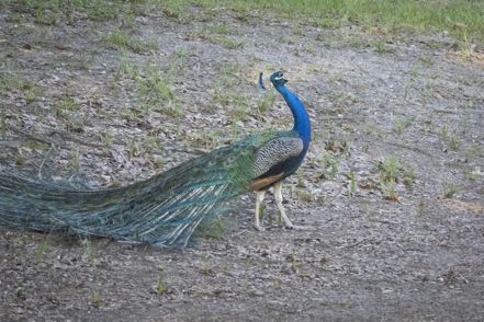 Calling Peacock
