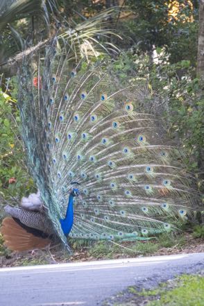 Fanning Peacock