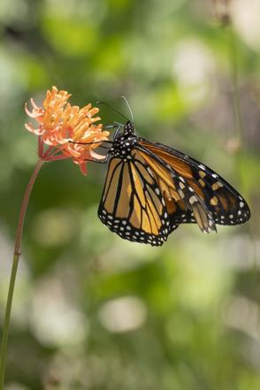 Monarch on Fewflower Milkweed