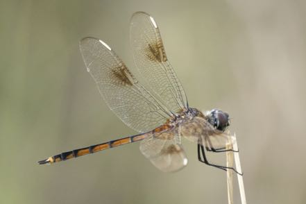Another Dragonfly II