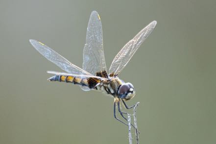Another Dragonfly III