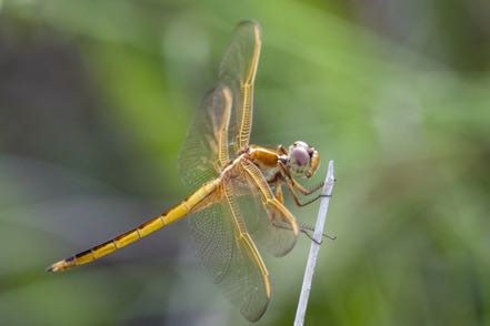 Another Dragonfly IV