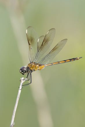 Another Dragonfly IX