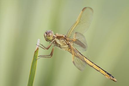 Another Dragonfly VIII