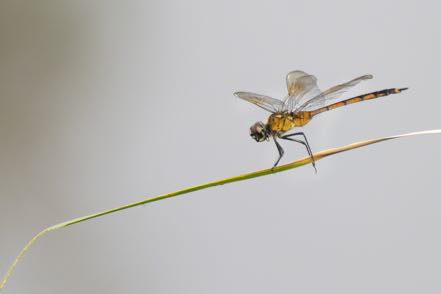 Another Dragonfly X