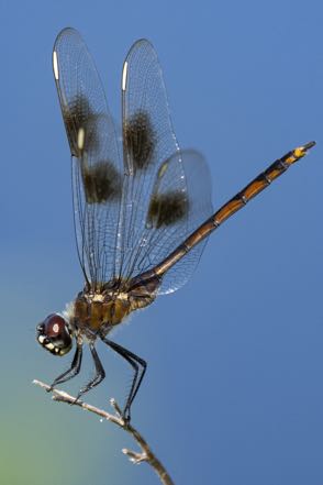 Big Dragonfly