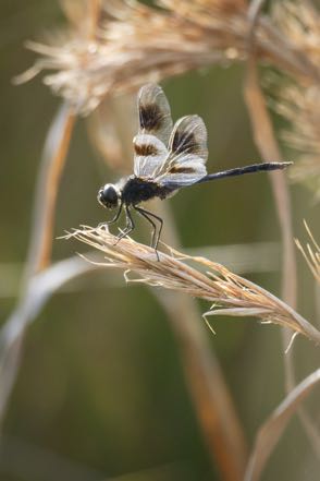 Four-Spotted Pennant