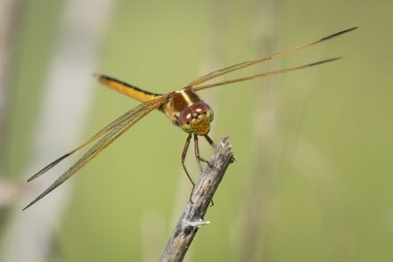 Reddish-Orange Dragonfly