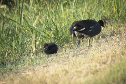 Baby Common Gallinule and Parent