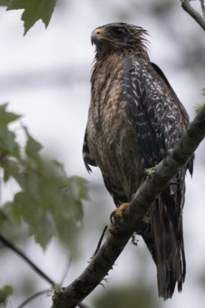 Drenched Hawk