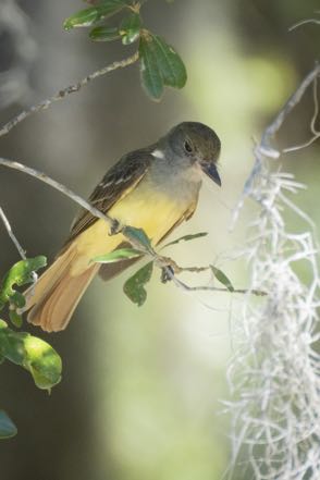 Great-Crested Flycatcher