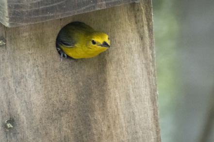 Prothonotary Warbler II