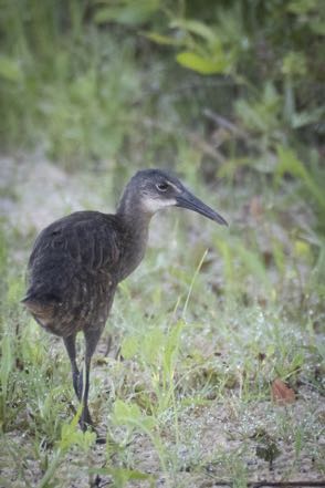 Young King Rail