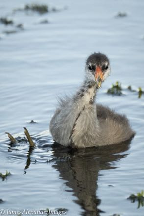 American Coot Chick