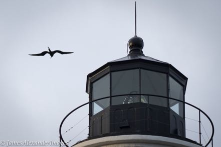 Frigate Bird and Lighthouse II