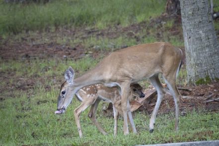 Momma and Baby Deer III