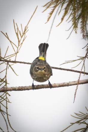 Yellow-Rumped Warbler