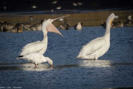 Snow Goose and Yawning White Pelican III