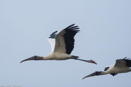 Two Wood Storks in Flight