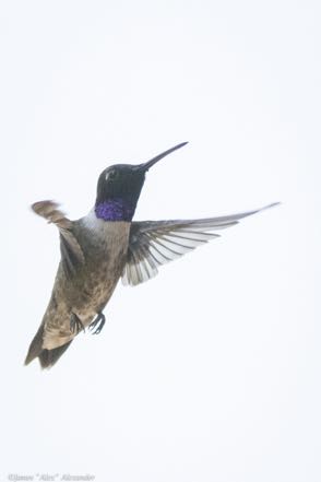 Male Black-Chinned Hummingbird